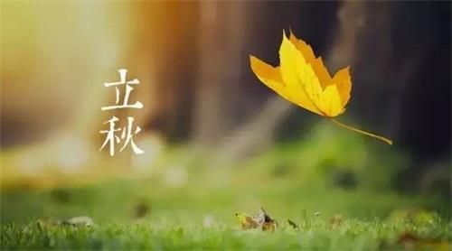 要论健康养生贝壳粉也不落下 