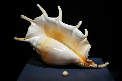 美博士贝壳粉,美博士贝壳粉代理