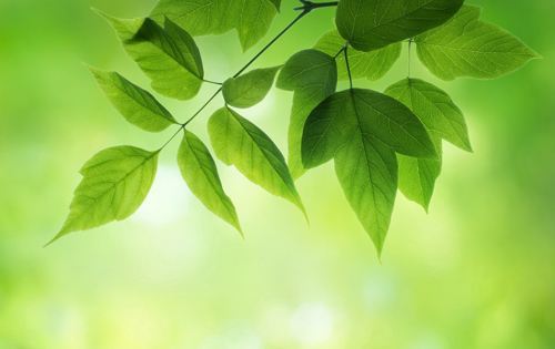 美博士,贝壳粉,贝壳粉涂料代理,环保涂料